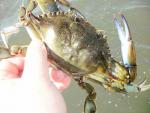 Blue Crab