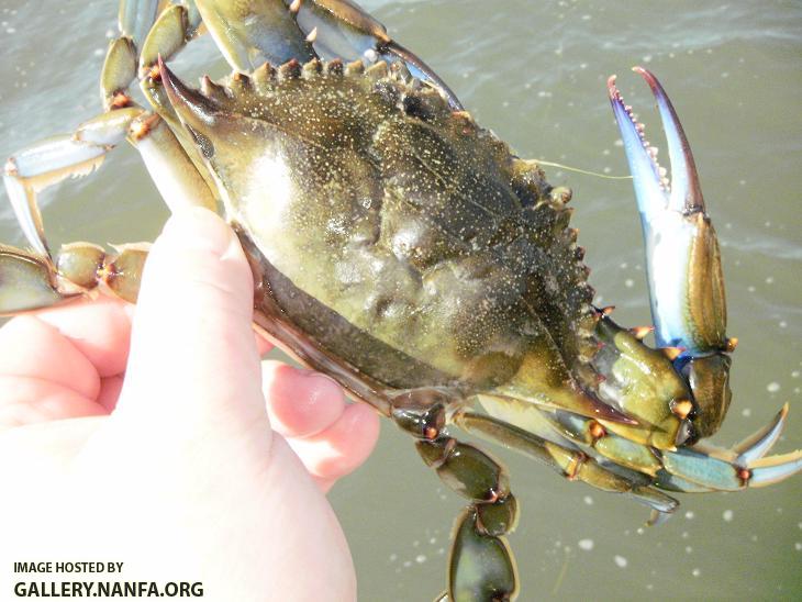 Blue Crab