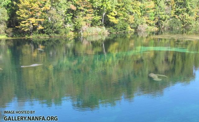 Manatees