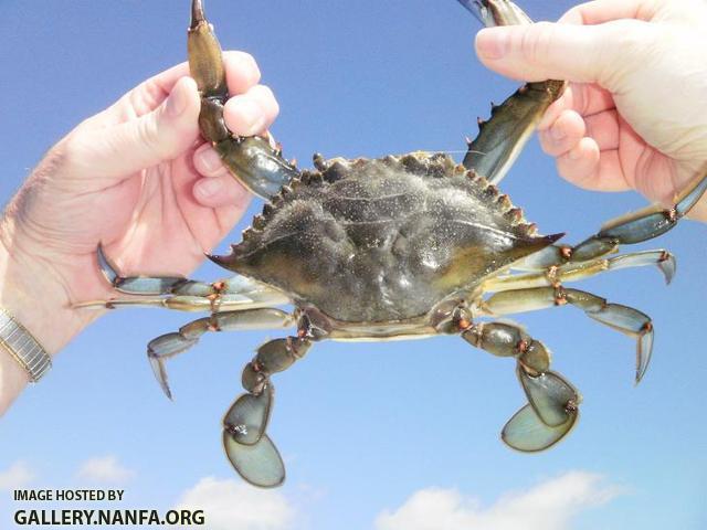 Blue Sky Crab