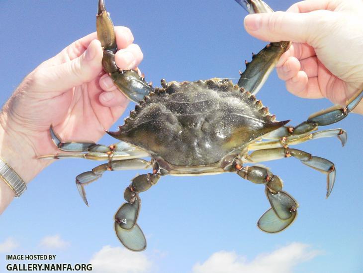 Blue Sky Crab