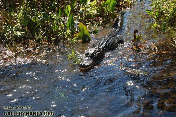 Predatory Gator