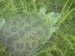 Softshell Turtle