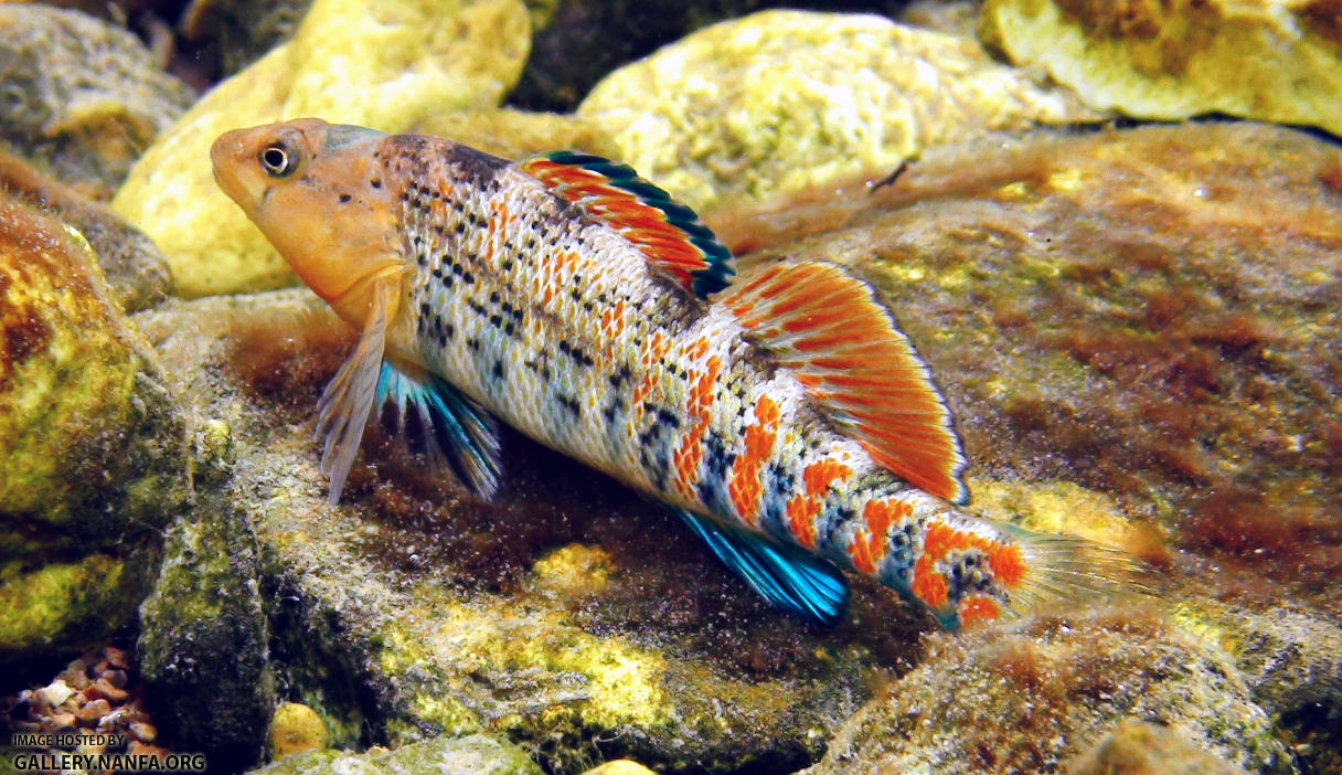 orangethroat darter