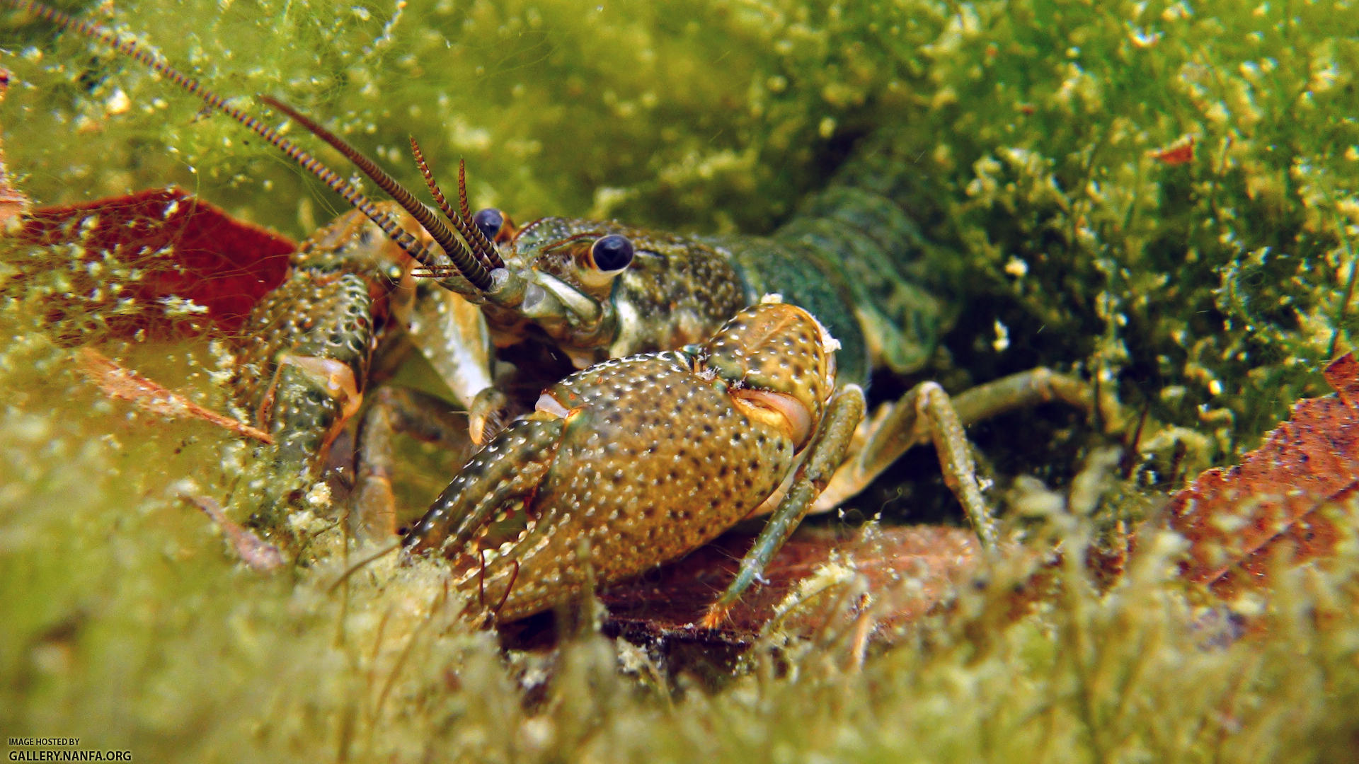 crayfish