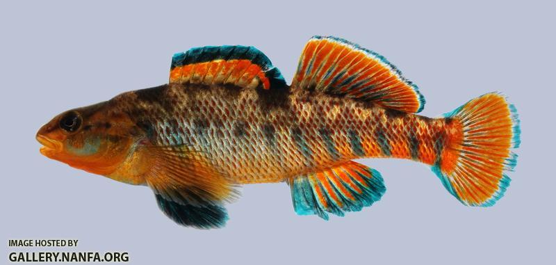 Etheostoma caeruleum Rainbow Darter 119-3000