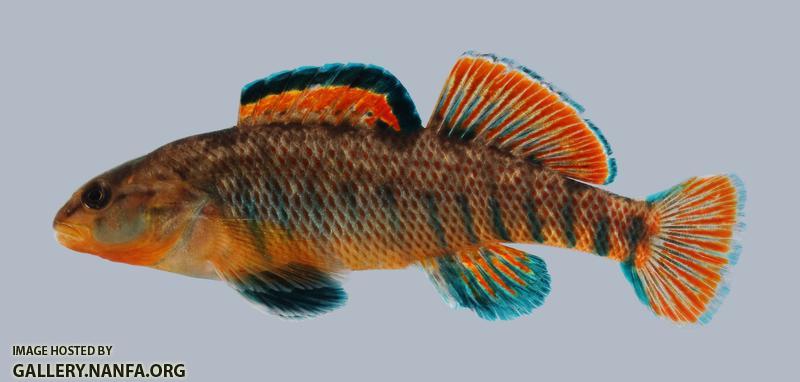 Etheostoma caeruleum Rainbow Darter 214-3000