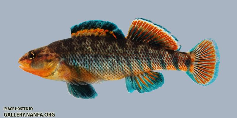 Etheostoma caeruleum Rainbow Darter 351-3000