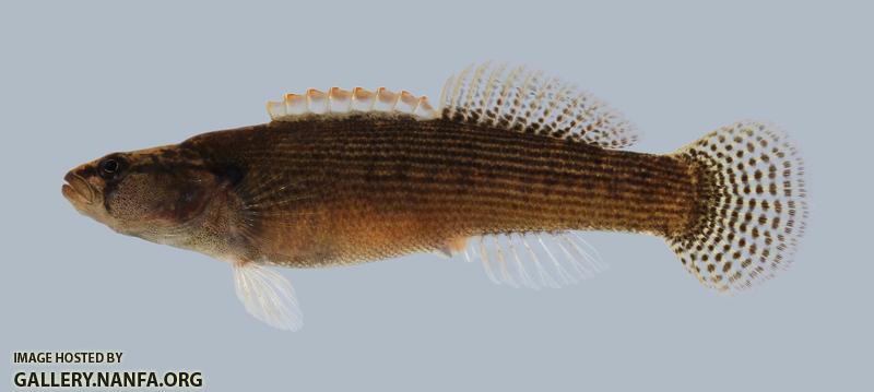 Etheostoma flabellare Fantail Darter 189-3000