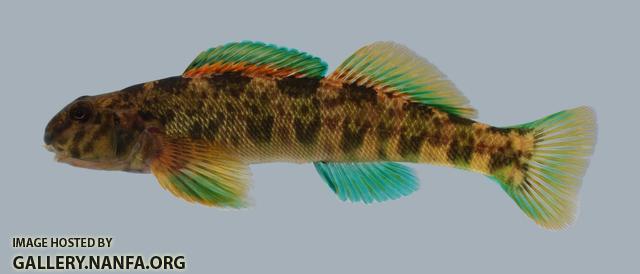 Etheostoma blennioides Greenside Darter 272-3000