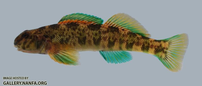 Etheostoma blennioides Greenside Darter 272-3000
