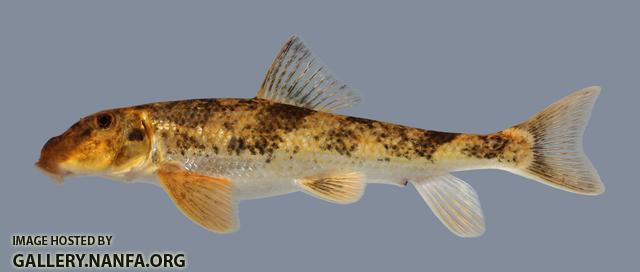 Hypentelium nigricans Northern Hog Sucker 502-3000