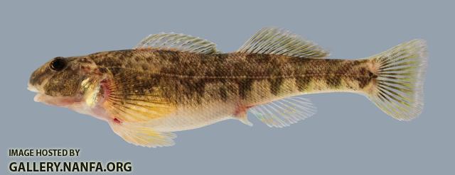 Etheostoma blennioides  Greenside Darter 532-3000