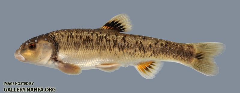 Campostoma anomalum Central Stoneroller 583