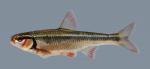 Luxilus zonatus Bleeding Shiner 656