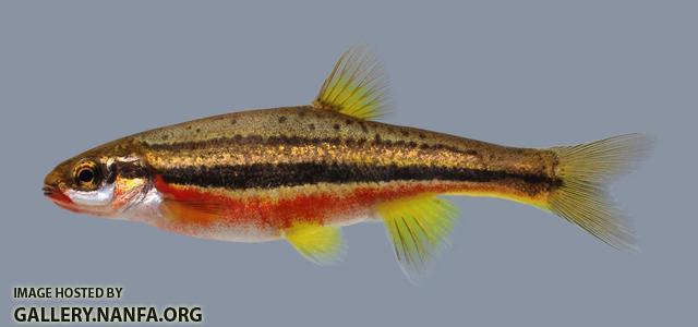 Chrosomus erythrogaster Southern Redbelly Dace 684 