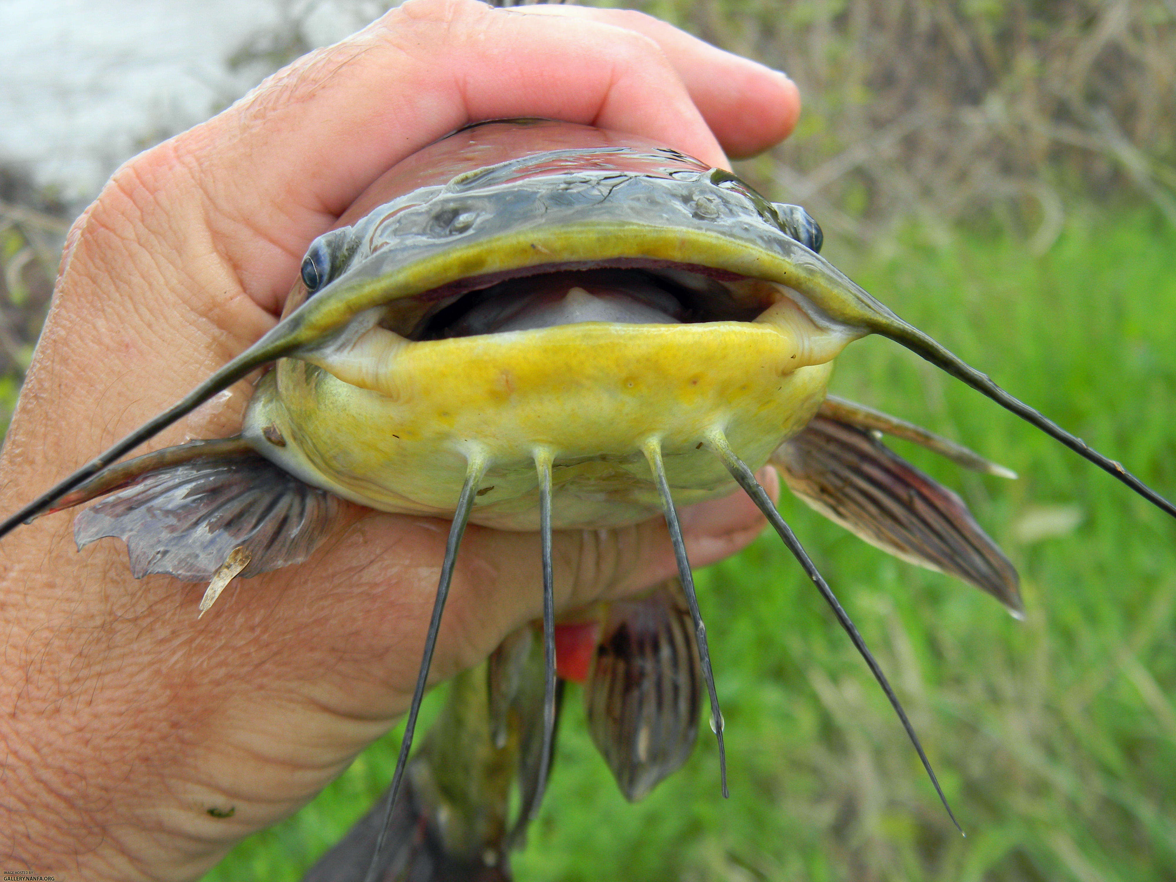 black bullhead barbels