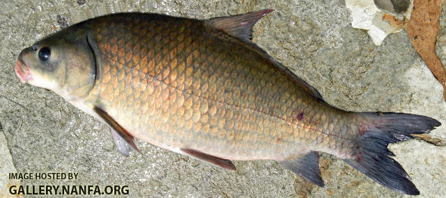 smallmouth buffalo