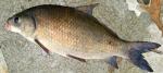 smallmouth buffalo