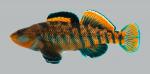 Etheostoma caeruleum Rainbow Darter1554 