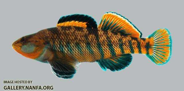 Etheostoma caeruleum Rainbow Darter1554 