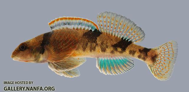 Etheostoma euzonum Arkansas Saddled Darter 1881 