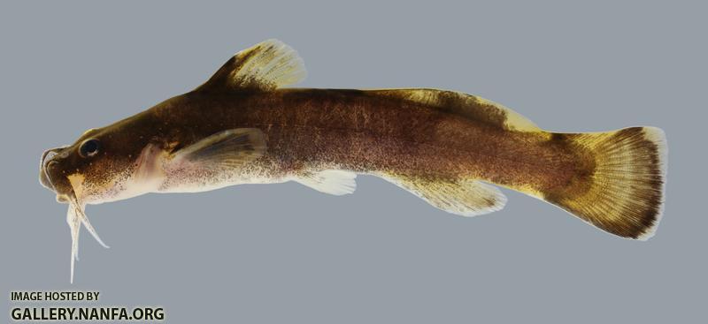 Noturus maydeni Black River Madtom 2051