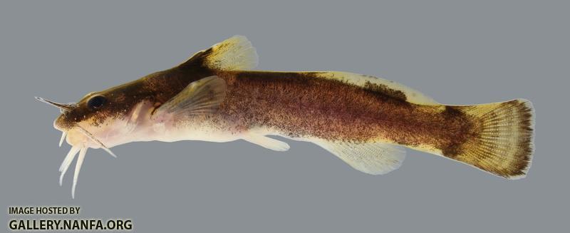 Noturus maydeni Black River Madtom 2198