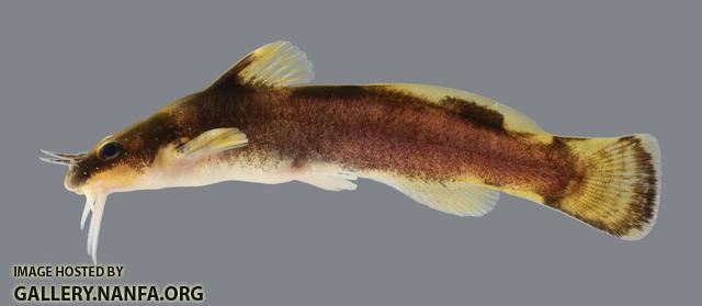 Noturus maydeni Black River Madtom 2291.1