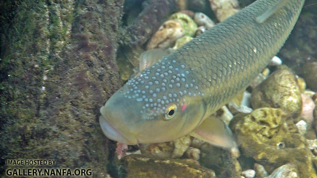 redspot chub