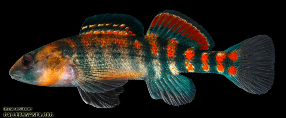 Etheostoma spectabile