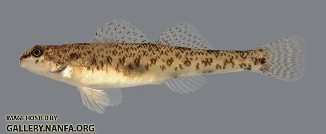 Etheostoma nigrum Johnny Darter 2730 2.1 