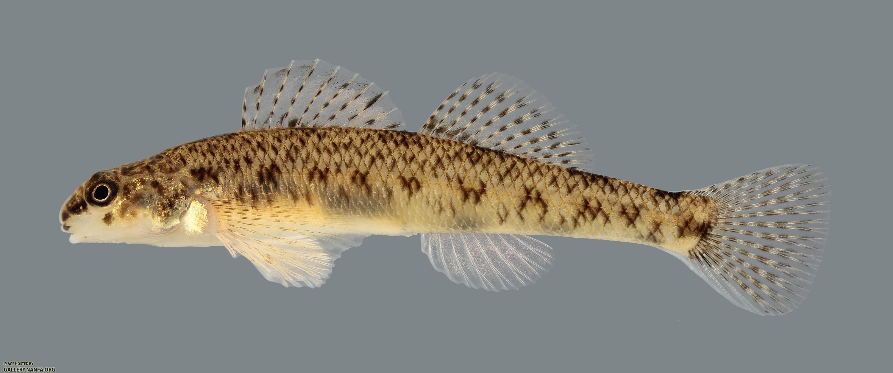 Etheostoma nigrum Johnny Darter2970 