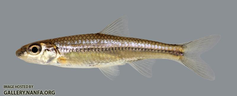 Hybopsis amblops Bigeye Chub 2479