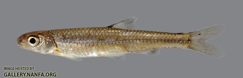 Notropis ozarcanus Ozark Shiner 3175
