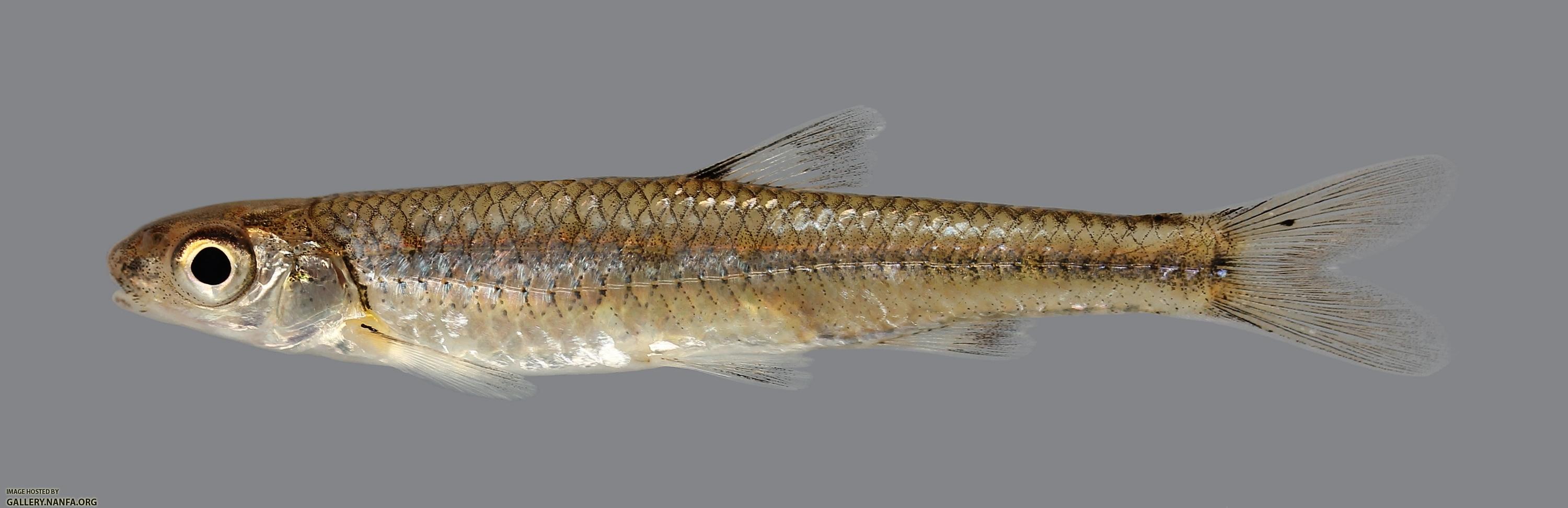 Notropis ozarcanus Ozark Shiner 3175