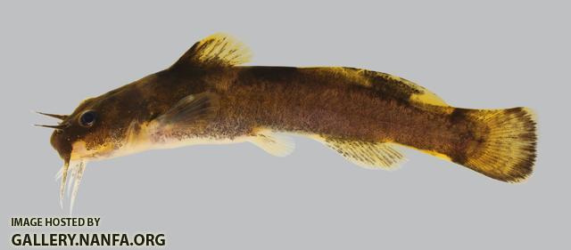 Noturus maydeni  Black River Madtom 3286 
