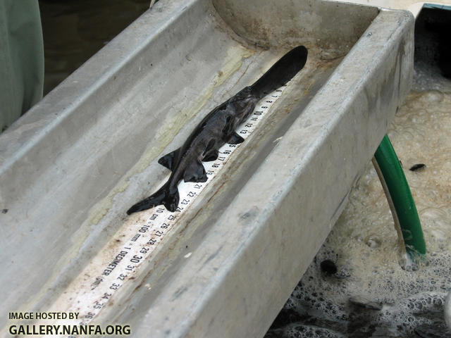 paddlefish normal dark coloration