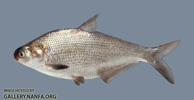 Dorosoma cepedianum Gizzard Shad 1156 