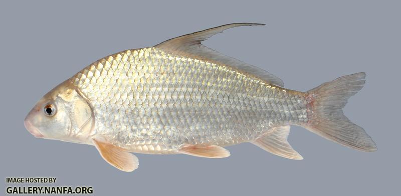 Carpiodes cyprinus  Quillback 84-1