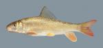 Moxostoma carinatum River Redhorse 321