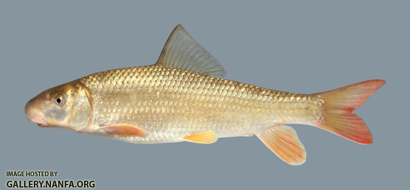 Moxostoma carinatum River Redhorse 321