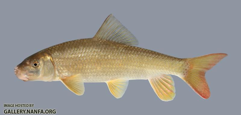Moxostoma carinatum River Redhorse 826