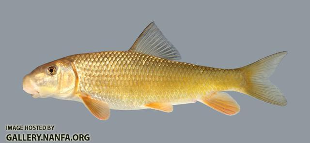 Moxostoma erythrurum  Golden Redhorse 463