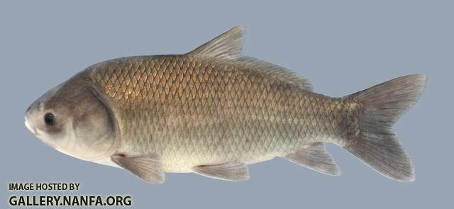 Ictiobus cyprinellus Bigmouth Buffalo 