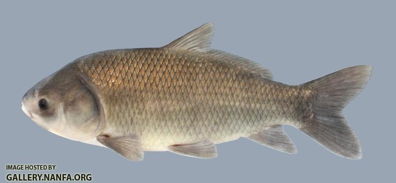 Ictiobus cyprinellus Bigmouth Buffalo 