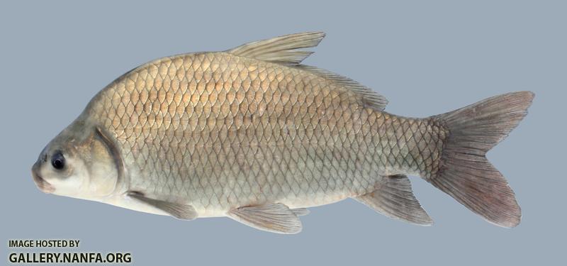 Ictiobus bubalus Smallmouth Buffalo 2117