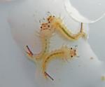 mosquito larvae