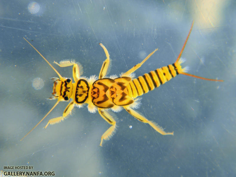 stonefly nymph