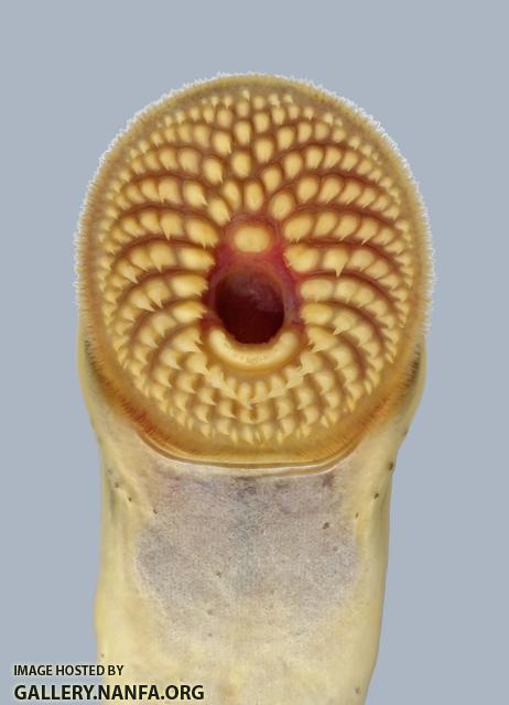 Ichthyomyzon castaneus Chestnut Lamprey2625